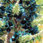 Blue Puya (Puya alpestris subsp zoellneri), Blue Mountains Botanic Garden NSW