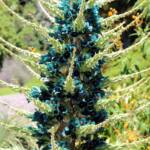 Blue Puya (Puya alpestris subsp zoellneri), Blue Mountains Botanic Garden NSW