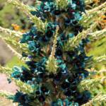 Blue Puya (Puya alpestris subsp zoellneri), Blue Mountains Botanic Garden NSW