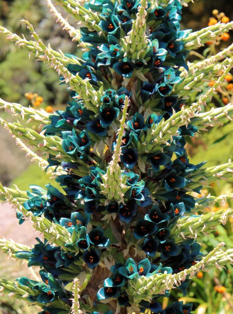 Blue Puya (Puya alpestris subsp zoellneri), Blue Mountains Botanic Garden NSW