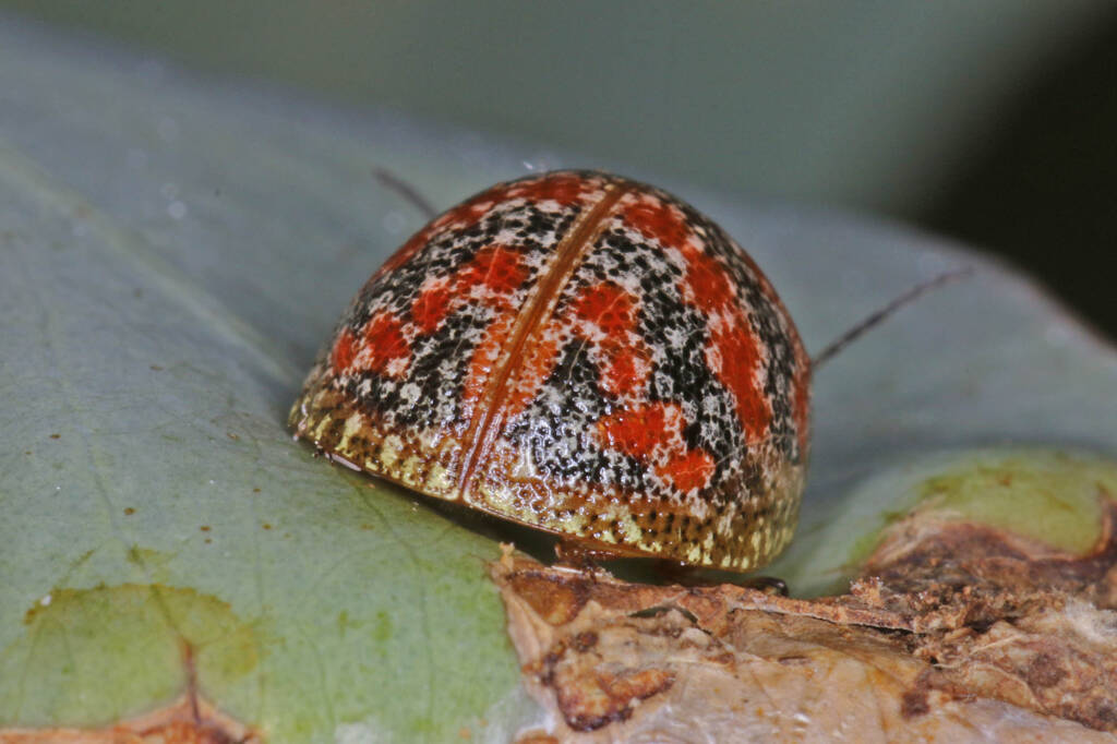 Red-blue Banded Leaf Beetle (Paropsis obsoleta) found on Eucalypt, Ballandean QLD © Marc Newman