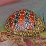 Red-blue Banded Leaf Beetle (Paropsis obsoleta) found on Eucalypt, Ballandean QLD © Marc Newman