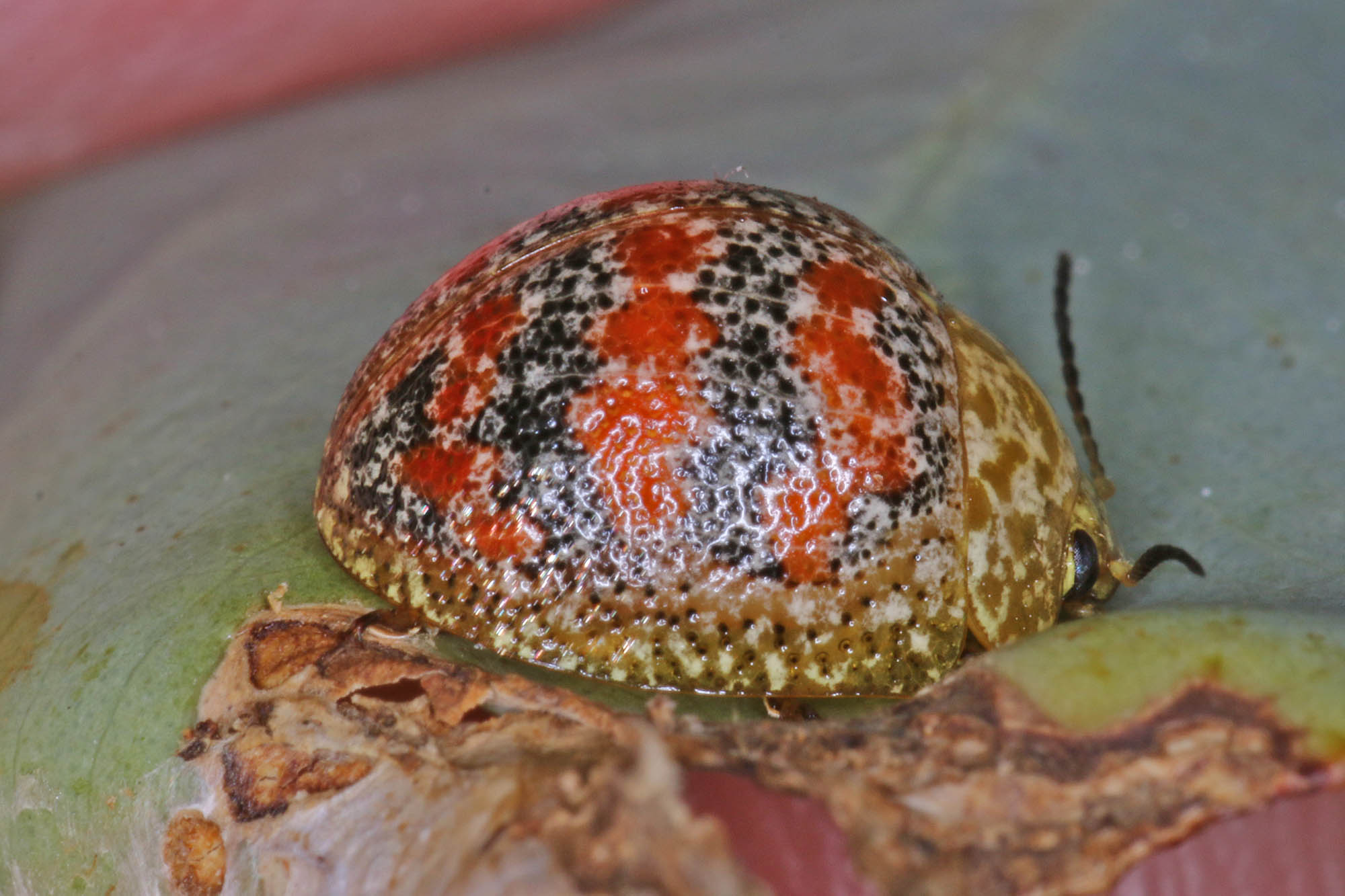Red-blue Banded Leaf Beetle (Paropsis obsoleta) found on Eucalypt, Ballandean QLD © Marc Newman