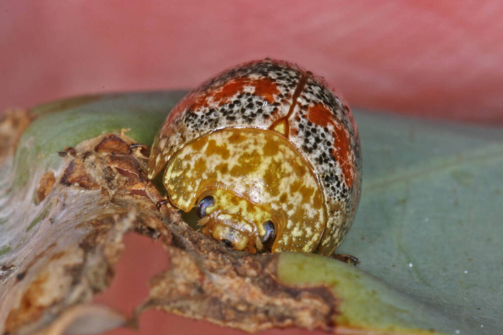 Red-blue Banded Leaf Beetle (Paropsis obsoleta) found on Eucalypt, Ballandean QLD © Marc Newman