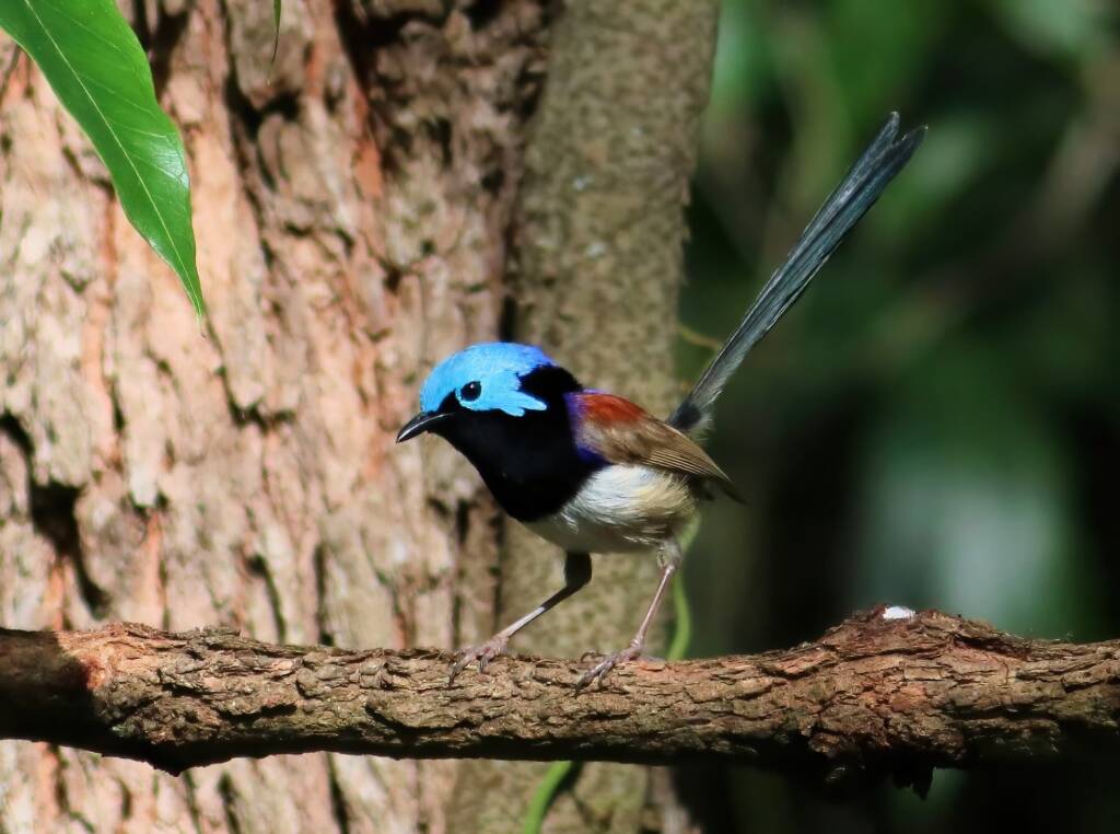 Red-winged Fairywren (Malurus elegans), Hinterland, QLD © Dorothy Latimer