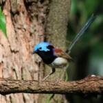 Red-winged Fairywren (Malurus elegans), Hinterland, QLD © Dorothy Latimer