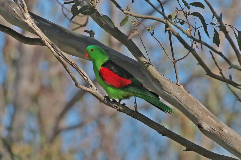 Red-winged Parrot (Aprosmictus erythrop), Southern Downs QLD © Marc Newman