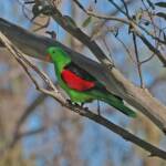 Red-winged Parrot (Aprosmictus erythrop), Southern Downs QLD © Marc Newman