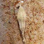 Ribbed Case Moth (Hyalarcta nigrescens), Alice Springs, NT