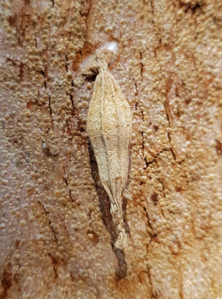 Ribbed Case Moth (Hyalarcta nigrescens), Alice Springs, NT