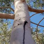 Ribbed Case Moth (Hyalarcta nigrescens), Alice Springs, NT