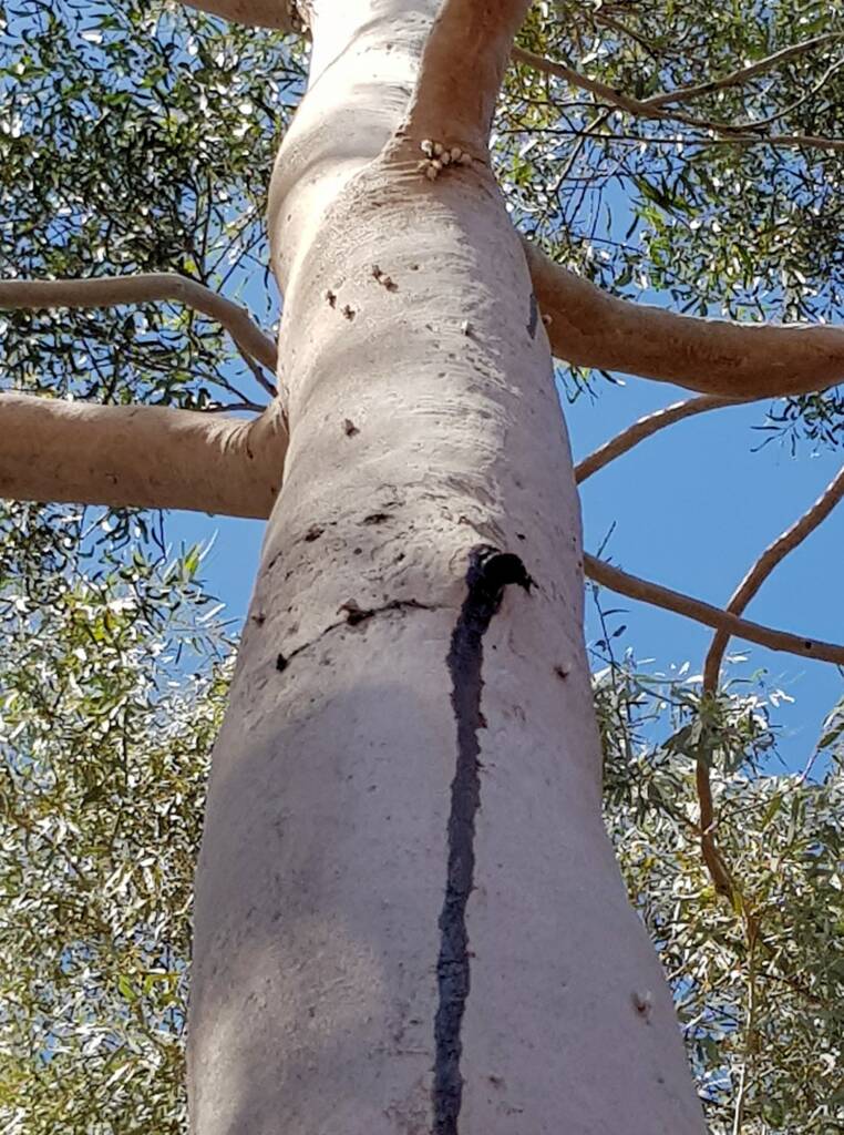 Ribbed Case Moth (Hyalarcta nigrescens), Alice Springs, NT