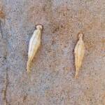 Ribbed Case Moth (Hyalarcta nigrescens), Alice Springs, NT