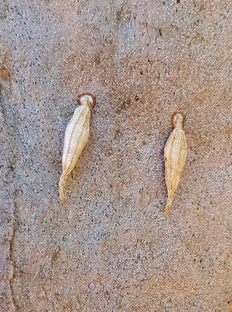 Ribbed Case Moth (Hyalarcta nigrescens), Alice Springs, NT