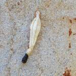 Ribbed Case Moth (Hyalarcta nigrescens), Alice Springs, NT