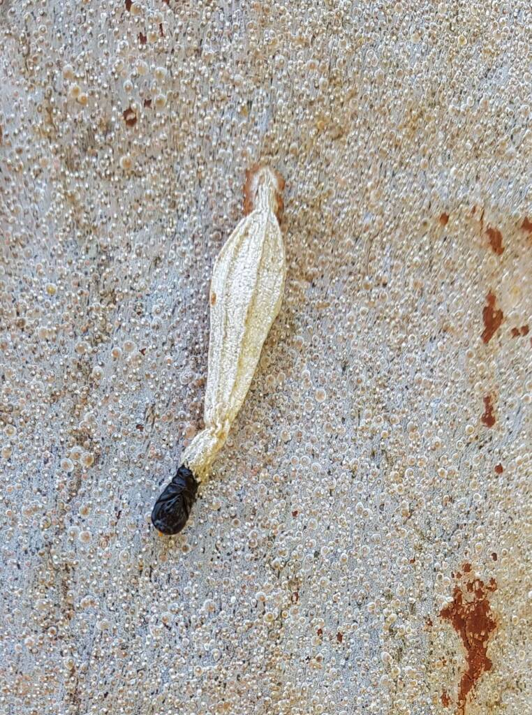 Ribbed Case Moth (Hyalarcta nigrescens), Alice Springs, NT