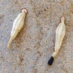 Ribbed Case Moth (Hyalarcta nigrescens), Alice Springs, NT