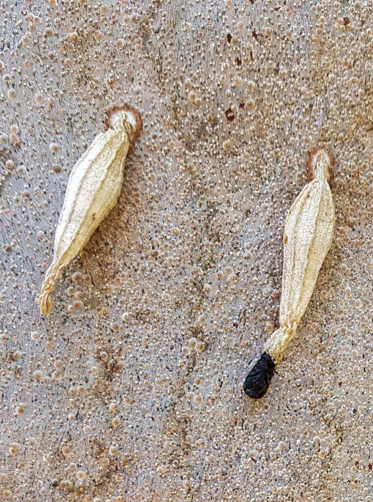 Ribbed Case Moth (Hyalarcta nigrescens), Alice Springs, NT