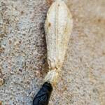 Ribbed Case Moth (Hyalarcta nigrescens), Alice Springs, NT