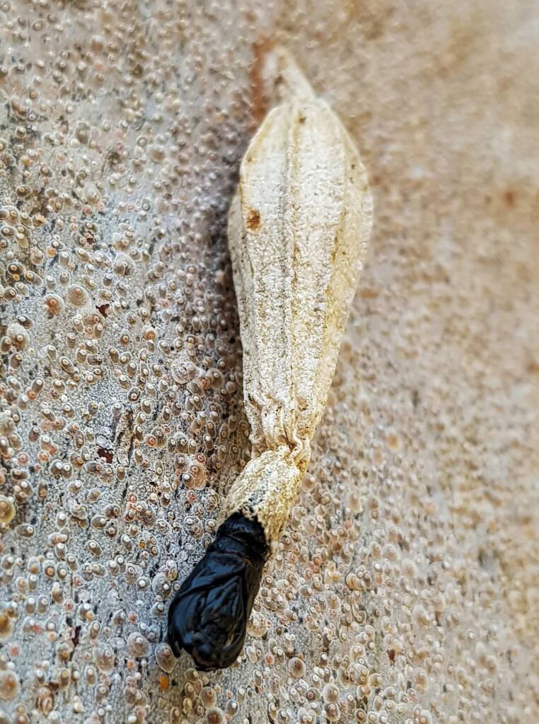 Ribbed Case Moth (Hyalarcta nigrescens), Alice Springs, NT