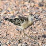 Ruff (Calidris pugnax), Alice Springs NT © Dorothy Latimer
