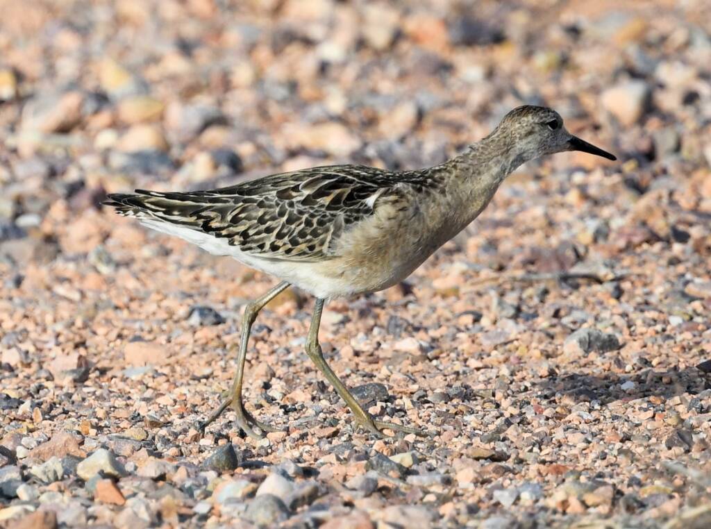 Ruff (Calidris pugnax), Alice Springs NT © Dorothy Latimer