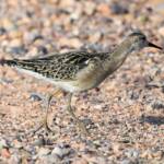 Ruff (Calidris pugnax), Alice Springs NT © Dorothy Latimer
