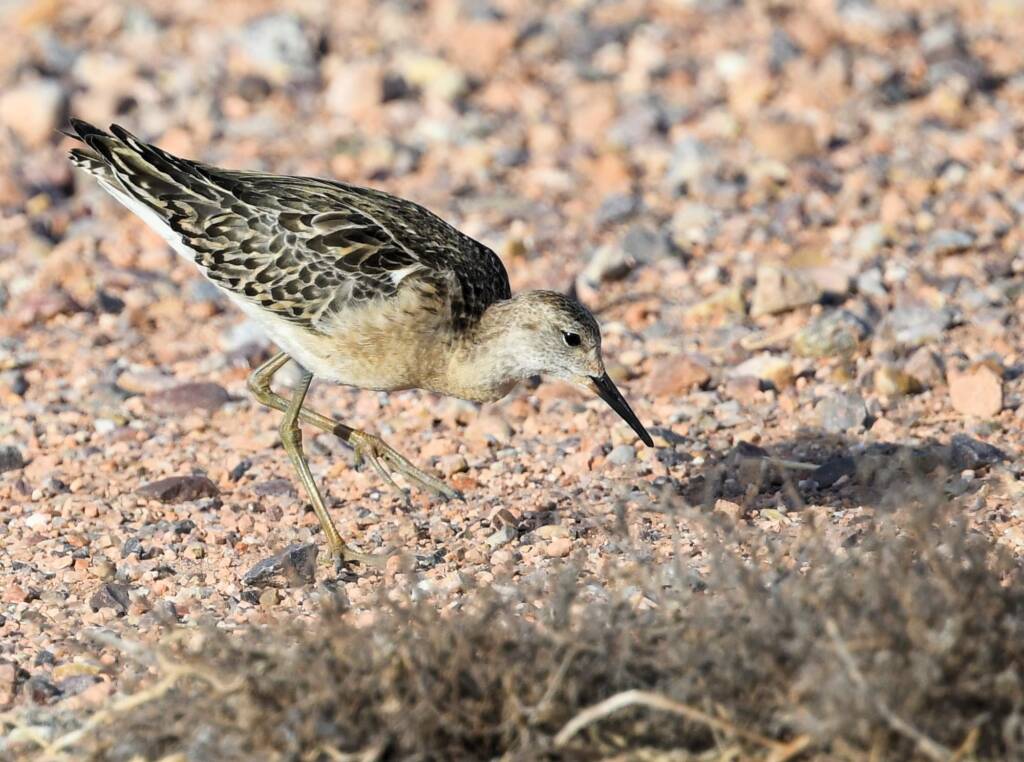 Ruff (Calidris pugnax), Alice Springs NT © Dorothy Latimer