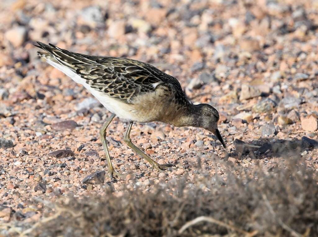 Ruff (Calidris pugnax), Alice Springs NT © Dorothy Latimer
