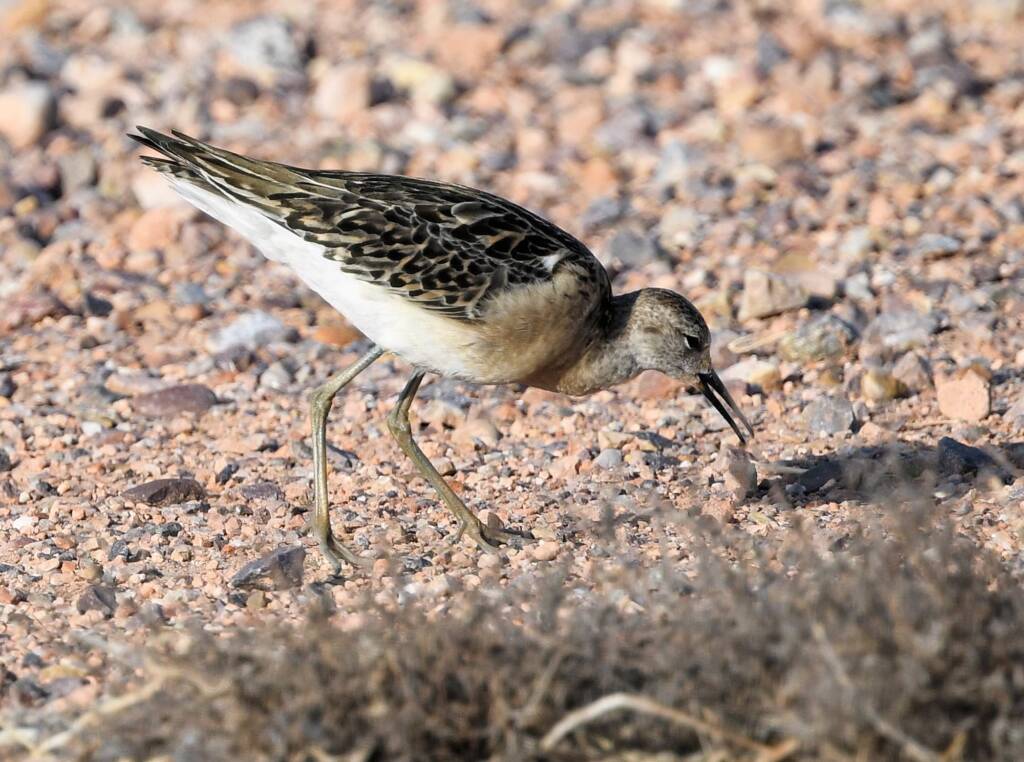 Ruff (Calidris pugnax), Alice Springs NT © Dorothy Latimer