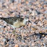 Ruff (Calidris pugnax), Alice Springs NT © Dorothy Latimer