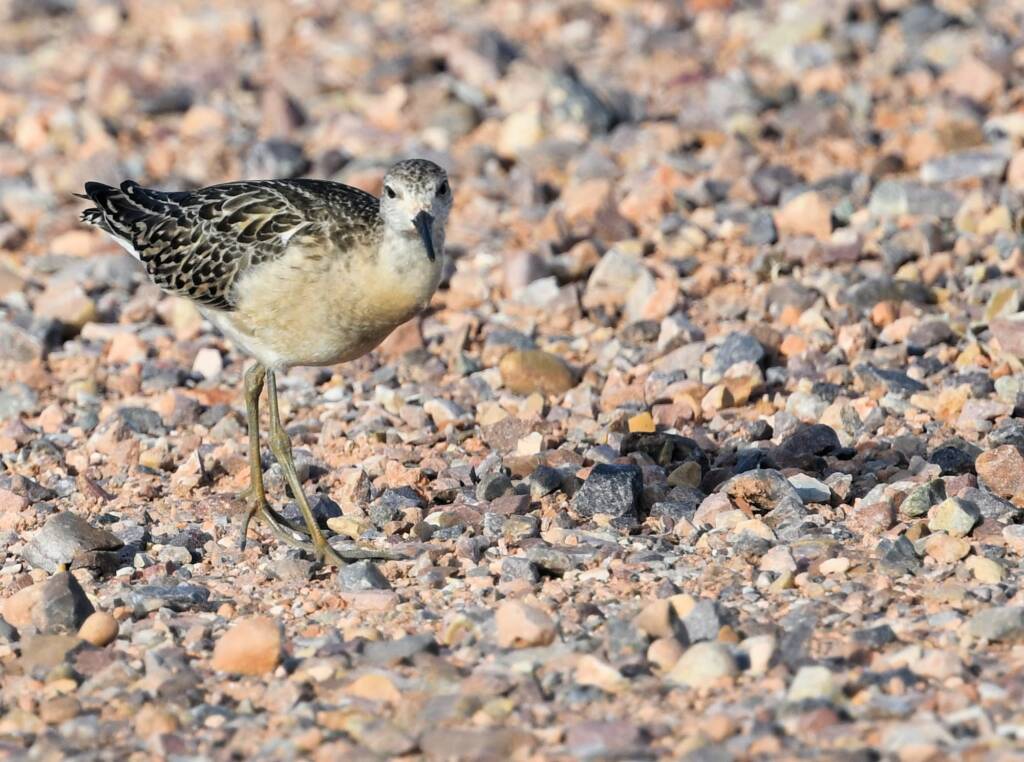 Ruff (Calidris pugnax), Alice Springs NT © Dorothy Latimer