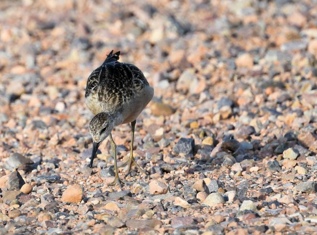 Ruff (Calidris pugnax), Alice Springs NT © Dorothy Latimer