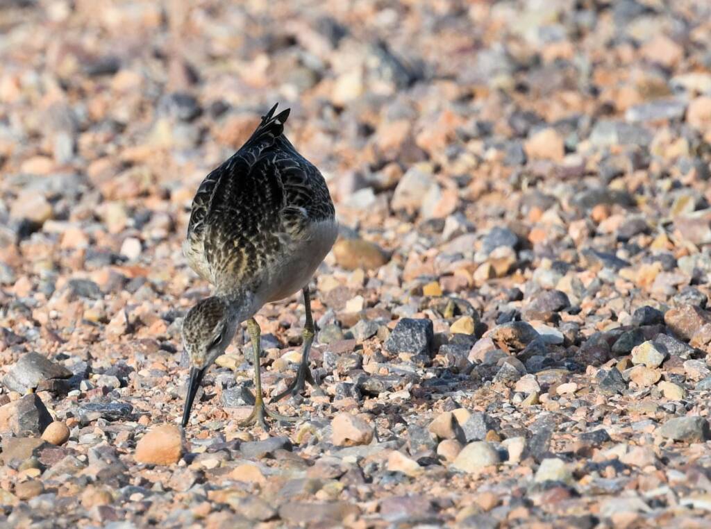 Ruff (Calidris pugnax), Alice Springs NT © Dorothy Latimer