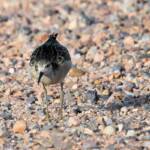 Ruff (Calidris pugnax), Alice Springs NT © Dorothy Latimer