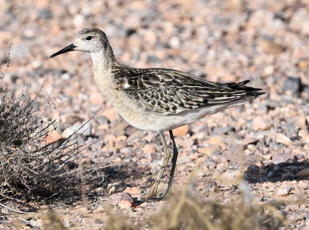 Ruff (Calidris pugnax), Alice Springs NT © Dorothy Latimer