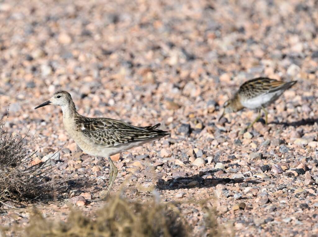 Ruff (Calidris pugnax), Alice Springs NT © Dorothy Latimer