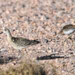 Ruff (Calidris pugnax), Alice Springs NT © Dorothy Latimer