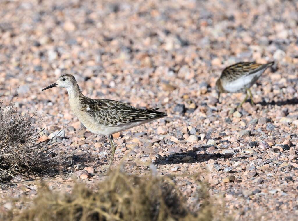 Ruff (Calidris pugnax), Alice Springs NT © Dorothy Latimer