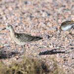 Ruff (Calidris pugnax), Alice Springs NT © Dorothy Latimer