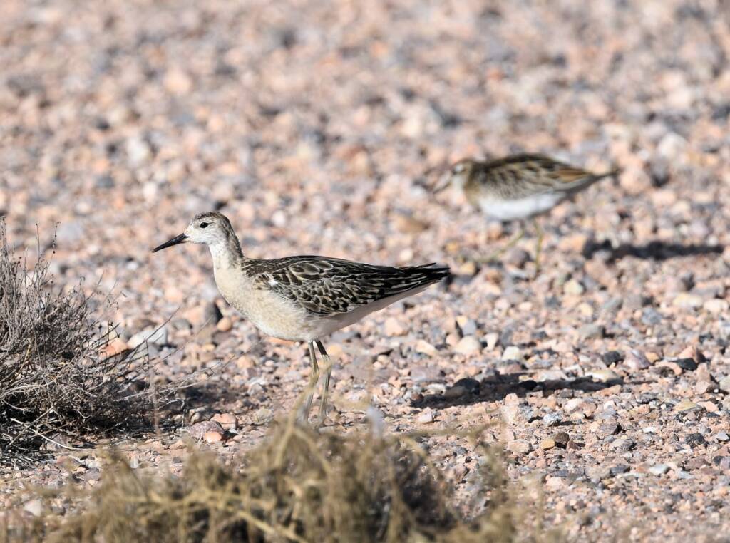 Ruff (Calidris pugnax), Alice Springs NT © Dorothy Latimer