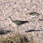 Ruff (Calidris pugnax), Alice Springs NT © Dorothy Latimer
