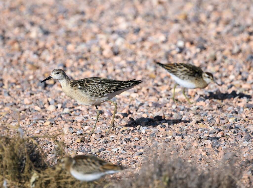 Ruff (Calidris pugnax) and Sharp-tailed Sandpiper (Calidris acuminata), Alice Springs NT © Dorothy Latimer