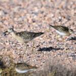 Ruff (Calidris pugnax) and Sharp-tailed Sandpiper (Calidris acuminata), Alice Springs NT © Dorothy Latimer