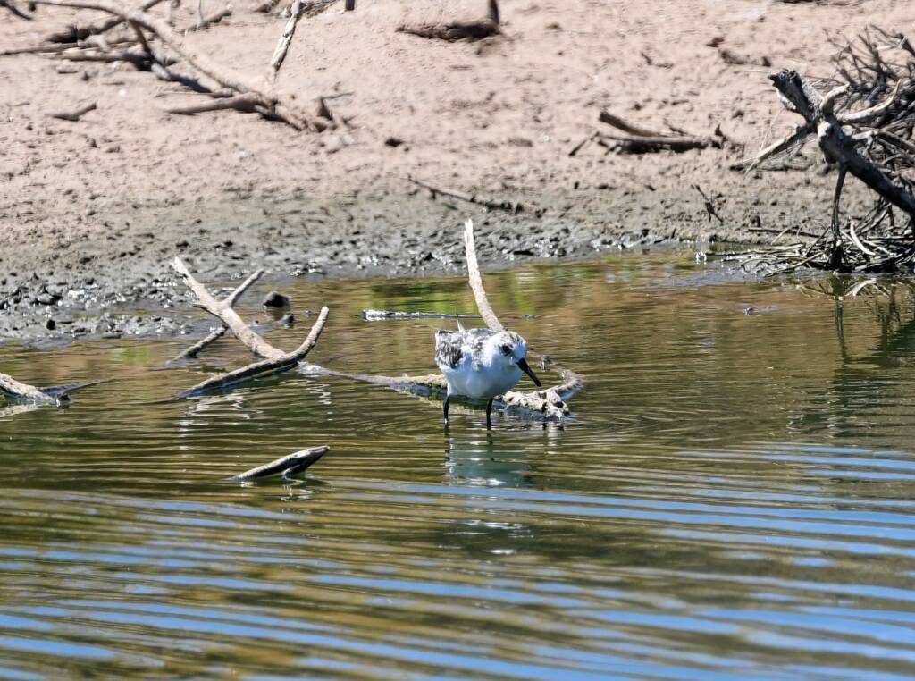 Sanderling (Calidris alba), Alice Springs NT © Dorothy Latimer
