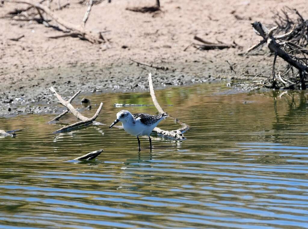 Sanderling (Calidris alba), Alice Springs NT © Dorothy Latimer