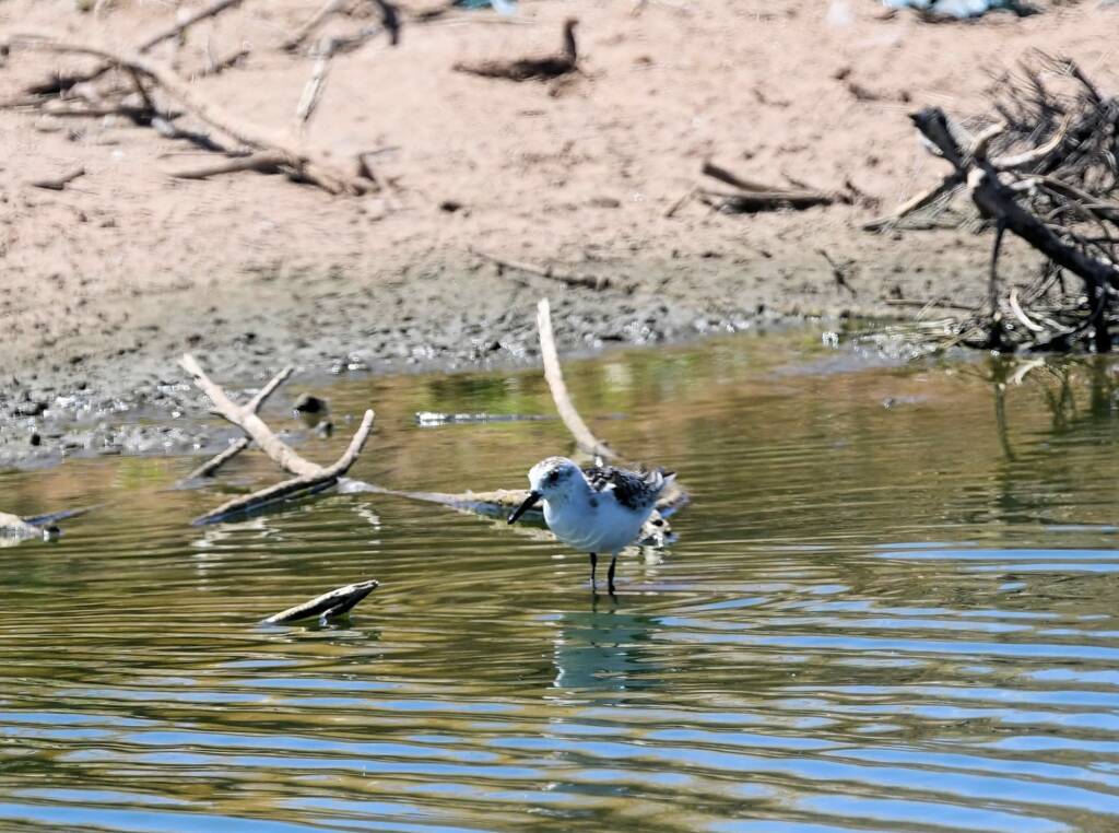 Sanderling (Calidris alba), Alice Springs NT © Dorothy Latimer