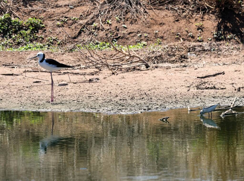 Sanderling (Calidris alba) and Black-necked Stilt (Himantopus leucocephalus), Alice Springs NT © Dorothy Latimer