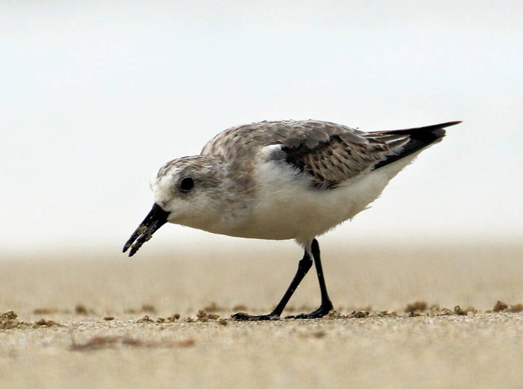 Sanderling (Calidris alba), Great Ocean Road VIC © Dorothy Latimer