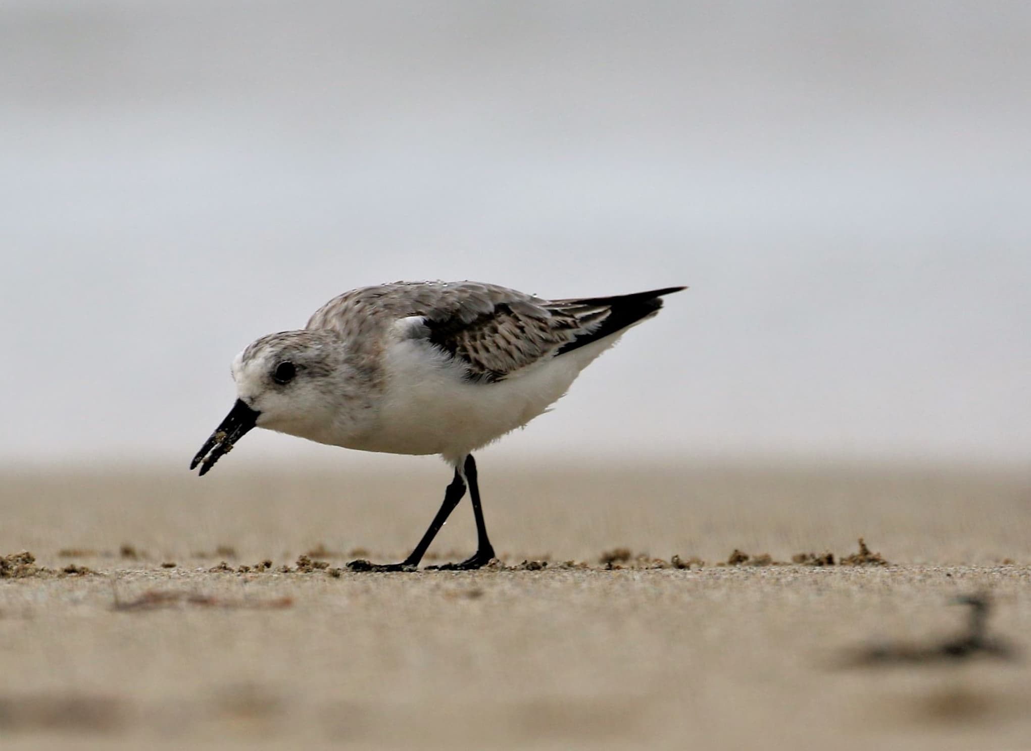 Sanderling (Calidris alba), Great Ocean Road VIC © Dorothy Latimer